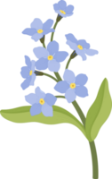 Blue forget me not flower hand drawn illustration. png