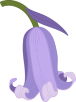 Bluebell flower hand drawn illustration. png