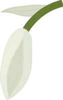 blåklocka blomma handritad illustration. png