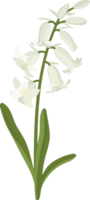 blåklocka blomma handritad illustration. png