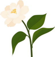 fleur de camélia blanc illustration dessinée à la main. png