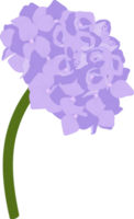 Purple hydrangea flower illustration. png