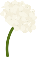 White hydrangea flower illustration. png