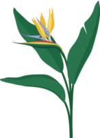 Bird of paradise flower hand drawn illustration. png