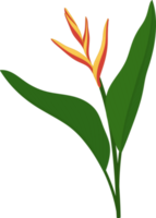 heliconia bloem hand getekende illustratie. png