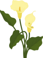 gele calla lelie bloem hand getekende illustratie. png