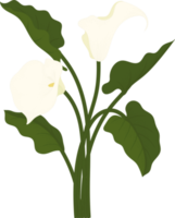 White calla lily flower hand drawn illustration. png