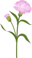 pink carnation flower hand drawn illustration. png