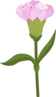 pink carnation flower hand drawn illustration. png