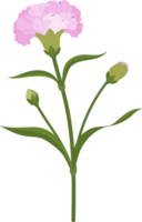 pink carnation flower hand drawn illustration. png