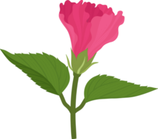 rosa hibiskus blomma handritad illustration. png