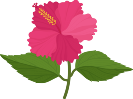 fleur d'hibiscus rose illustration dessinée à la main. png