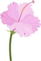 ilustración de dibujado a mano de flor de hibisco rosa. png