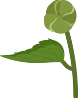 Hibiscus flower hand drawn illustration. png