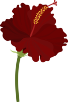 Red Hibiscus flower hand drawn illustration. png