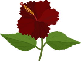 ilustración de dibujado a mano de flor de hibisco rojo. png