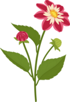 Red dahlia flower hand drawn illustration. png