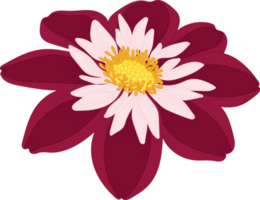 illustrazione disegnata a mano del fiore della dalia rosa scuro. png