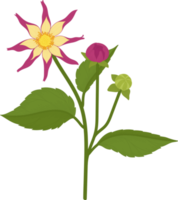 Pink dahlia flower hand drawn illustration. png