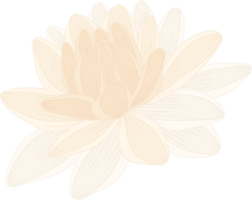 ilustração desenhada de mão flor dália branca. png