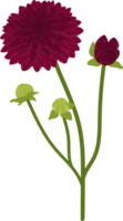 Dark pink dahlia flower hand drawn illustration. png