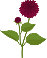 Dark pink dahlia flower hand drawn illustration. png