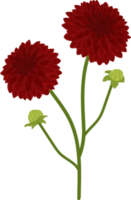 illustrazione disegnata a mano del fiore della dalia rossa. png