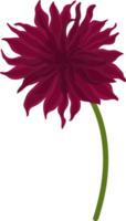 ilustración dibujada a mano de flor de dalia rosa oscuro. png