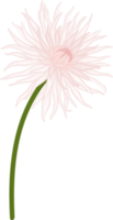 White dahlia flower hand drawn illustration. png