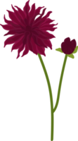 ilustración dibujada a mano de flor de dalia rosa oscuro. png