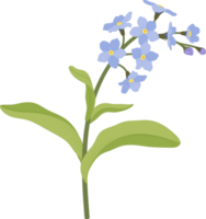 Blue forget me not flower hand drawn illustration. png