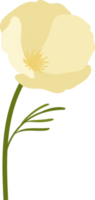 illustration dessinée à la main de fleur de pavot de californie blanche. png