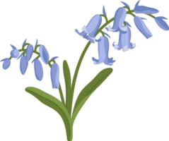 Bluebell flower hand drawn illustration. png