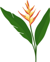 heliconia flor ilustración dibujada a mano. png