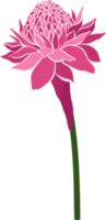 ilustración de dibujado a mano de flor de jengibre de antorcha roja. png