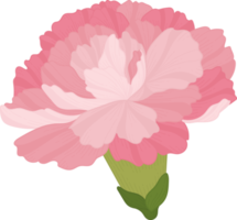 flor de cravo-de-rosa mão desenhada ilustração.