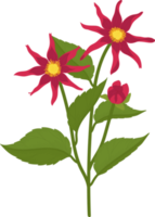 illustration dessinée à la main de fleur de dahlia rouge. png