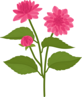 roze dahlia bloem hand getekende illustratie. png