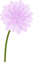 paarse dahlia bloem hand getekende illustratie. png