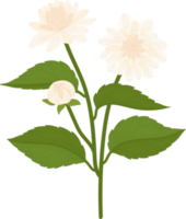 vit dahlia blomma handritad illustration. png