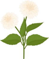 vit dahlia blomma handritad illustration. png
