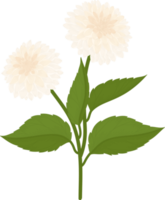 ilustração desenhada de mão flor dália branca. png