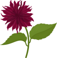 Dark pink dahlia flower hand drawn illustration. png