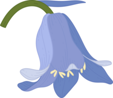 blåklocka blomma handritad illustration. png