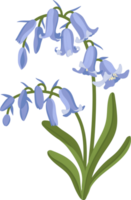 Bluebell flower hand drawn illustration. png