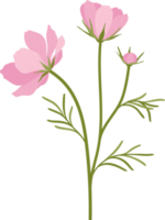 Pink cosmos flower hand drawn illustration. png