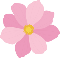 Pink cosmos flower hand drawn illustration. png