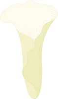 White calla lily flower hand drawn illustration. png