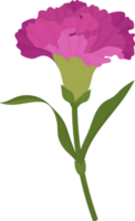 illustration dessinée à la main de fleur d'oeillet pourpre. png