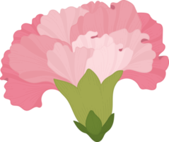 ilustración de dibujado a mano de flor de clavel rosa. png
